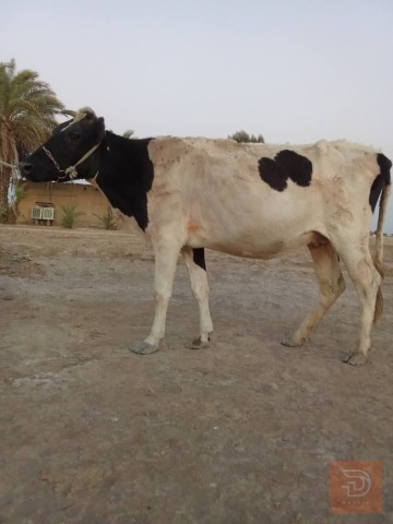 مطلوب دابه مع فحص سونار في بابل