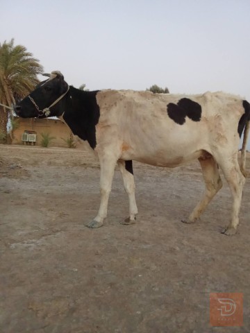 مطلوب دابه مع فحص سونار في بابل