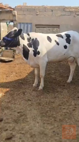جدي كصابه سمينه وخشنه سترالي للبيع في ميسان