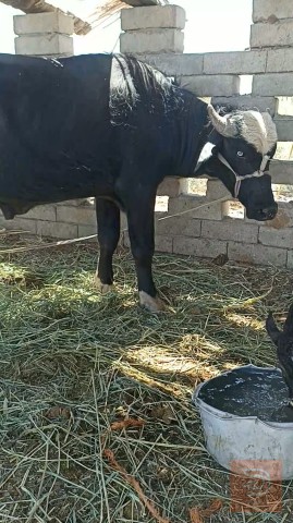 قط عملاق خشن