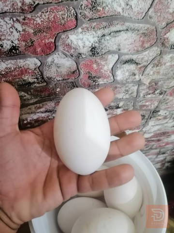 بيض بط مال اكل للبيع في البصرة