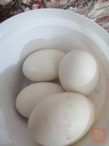 بيض بط مال اكل للبيع في البصرة