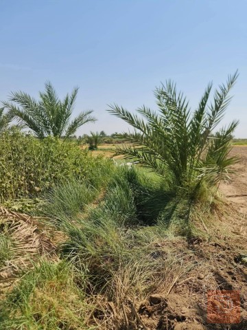 دونم سكني سند 25 للبيع في النجف الأشرف