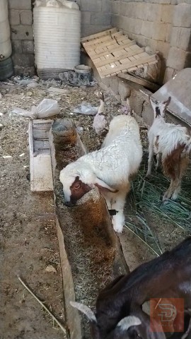 طلي ذكر خشن للبيع في واسط