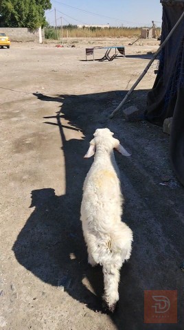 طلي ذكر خشن للبيع في واسط