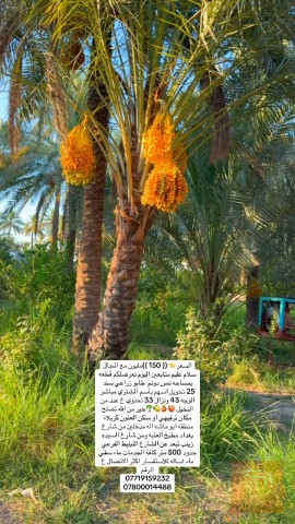 قطعة أرض بمساحة نص دونم في كربلاء للبيع