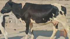 بجر ثاني بطن حامل للبيع في البصرة