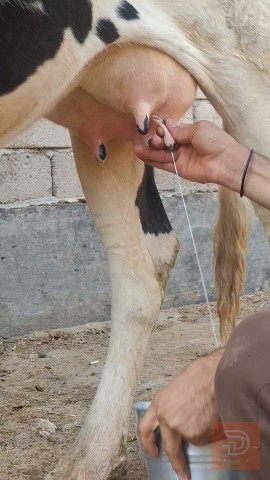بجر ثاني بطن حامل للبيع في البصرة