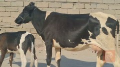 بجر ثاني بطن حامل للبيع في البصرة