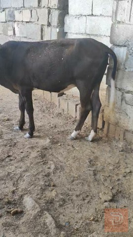 بجره حلوه للبيع في البصرة