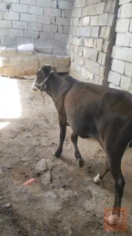 بجره حلوه للبيع في البصرة