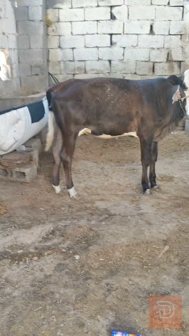 بجره حلوه للبيع في البصرة