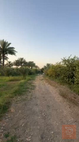 بستان مثمر في واسط 6 دونم للبيع