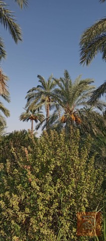أرض زراعية بمساحة 4 دونم وربع للبيع في واسط