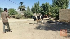 هاشة وراه عجل مشروطة للبيع في النجف الأشرف
