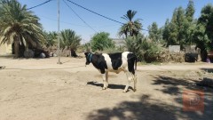 هاشة وراه عجل مشروطة للبيع في النجف الأشرف