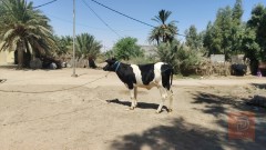 هاشة وراه عجل مشروطة للبيع في النجف الأشرف
