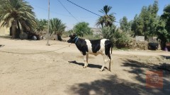 هاشة وراه عجل مشروطة للبيع في النجف الأشرف