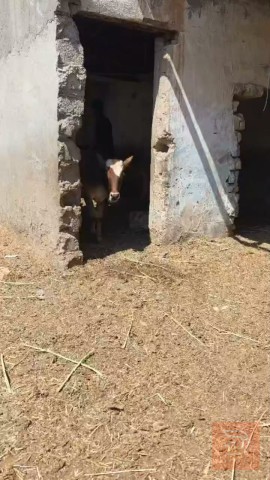 عجول وباجير للبيع في ميسان