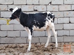 زوج شوملي للبيع في بابل