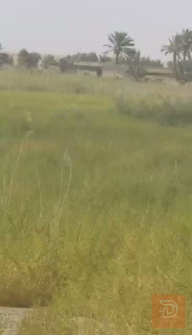 أرض زراعية ٤٠ دونم طابو سند للبيع في الأنبار