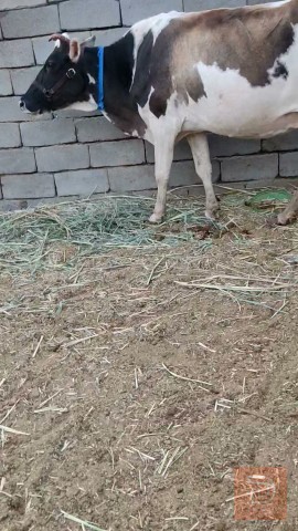 مطلوب هايشه ماخض 8 أشهر في البصرة