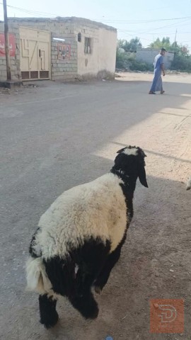 10 طليان فحله ناصحات مكفولات للبيع في الديوانية