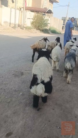 10 طليان فحله ناصحات مكفولات للبيع في الديوانية