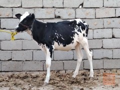 زوج مباجير للبيع في بابل