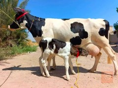 حيوانات اليفة للبيع في ميسان