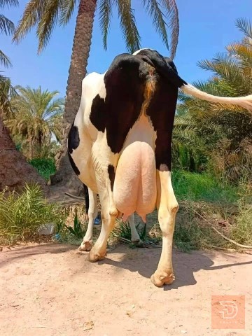 حيوانات اليفة للبيع في ميسان