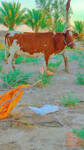 هوايش هوالشتاين العدد 2 للبيع في بابل