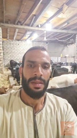 عجول للبيع في ميسان