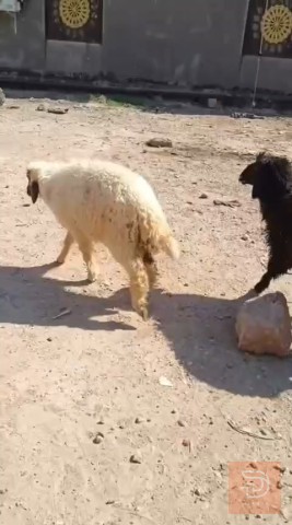 طليان سمان للبيع في البصرة