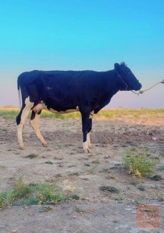 مباجير درجة أولى مستعمل للبيع في ميسان