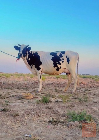 مباجير درجة أولى مستعمل للبيع في ميسان