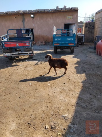 طليه نثيه سمينه للبيع في واسط