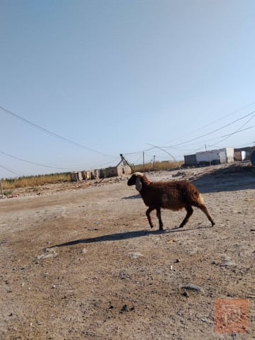 طليه نثيه سمينه للبيع في واسط