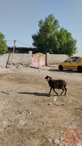 طليه نثيه سمينه للبيع في واسط