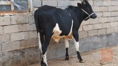 عجل استرالي سمين للمقايضة في البصرة