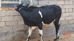 عجل استرالي سمين للمقايضة في البصرة