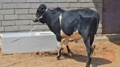 عجل استرالي سمين للمقايضة في البصرة