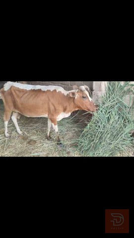 فرس رباط راكبة شهرين للبيع في البصرة