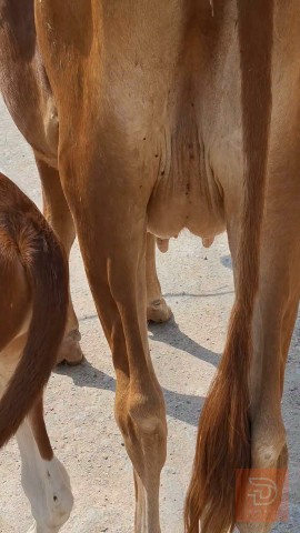 بقرة حامل شهرين للبيع في البصرة