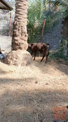 عجول في بابل للبيع