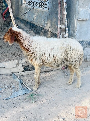 نعجه توامه جايبه 4 بطون للبيع في بغداد
