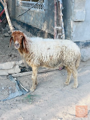 نعجه توامه جايبه 4 بطون للبيع في بغداد