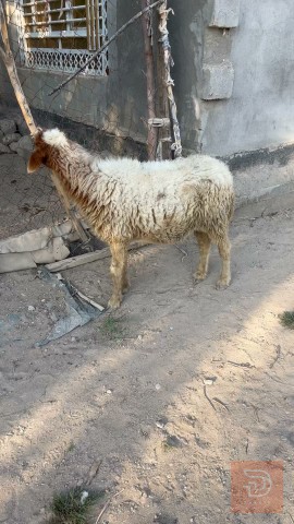 نعجه توامه جايبه 4 بطون للبيع في بغداد