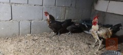 دجاج ابو ركيبة 30 قطعة للبيع في البصرة