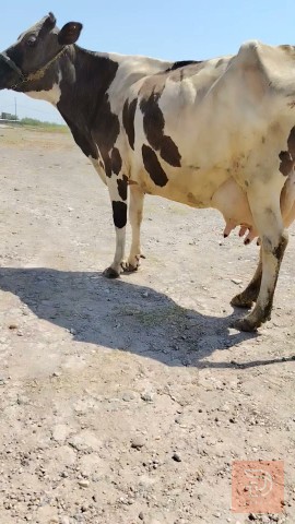 دابة ام بجر شرط على الحليب للبيع في ميسان
